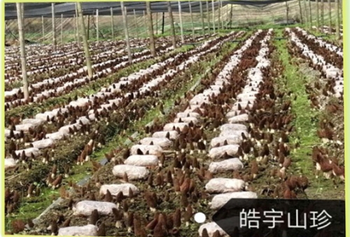 &#31859;&#20848;&#32593;&#39029;&#29256;&#45;&#31859;&#20848;&#40;&#20013;&#22269;&#41;