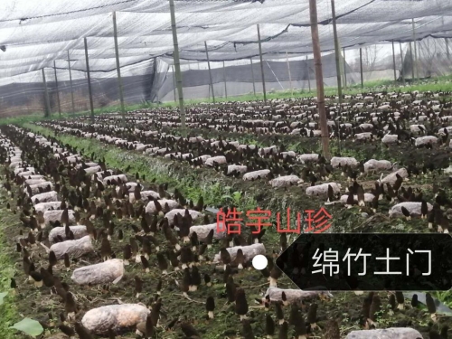 &#31859;&#20848;&#32593;&#39029;&#29256;&#45;&#31859;&#20848;&#40;&#20013;&#22269;&#41;