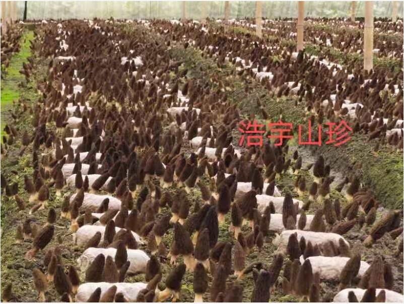 &#31859;&#20848;&#32593;&#39029;&#29256;&#45;&#31859;&#20848;&#40;&#20013;&#22269;&#41;