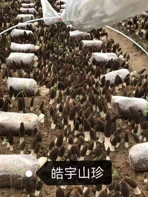 &#31859;&#20848;&#32593;&#39029;&#29256;&#45;&#31859;&#20848;&#40;&#20013;&#22269;&#41;
