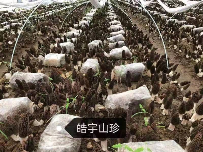 &#31859;&#20848;&#32593;&#39029;&#29256;&#45;&#31859;&#20848;&#40;&#20013;&#22269;&#41;