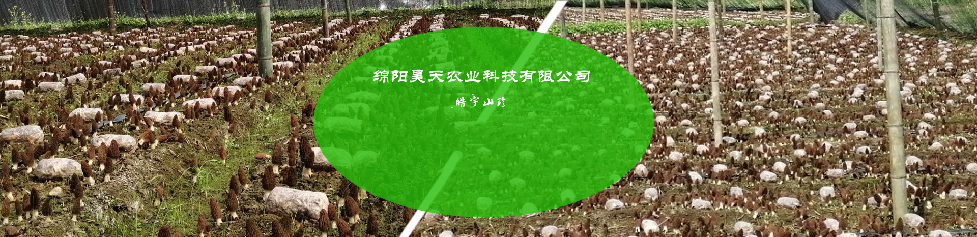 &#31859;&#20848;&#32593;&#39029;&#29256;&#45;&#31859;&#20848;&#40;&#20013;&#22269;&#41;
